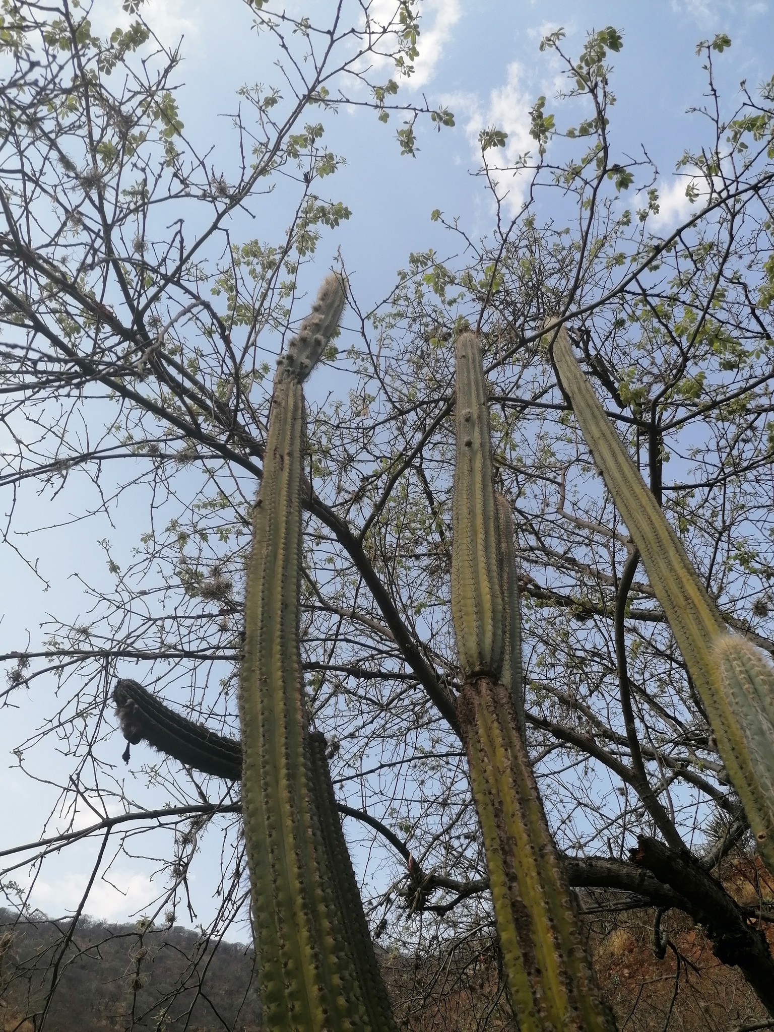 Pilosocereus chrysacanthus